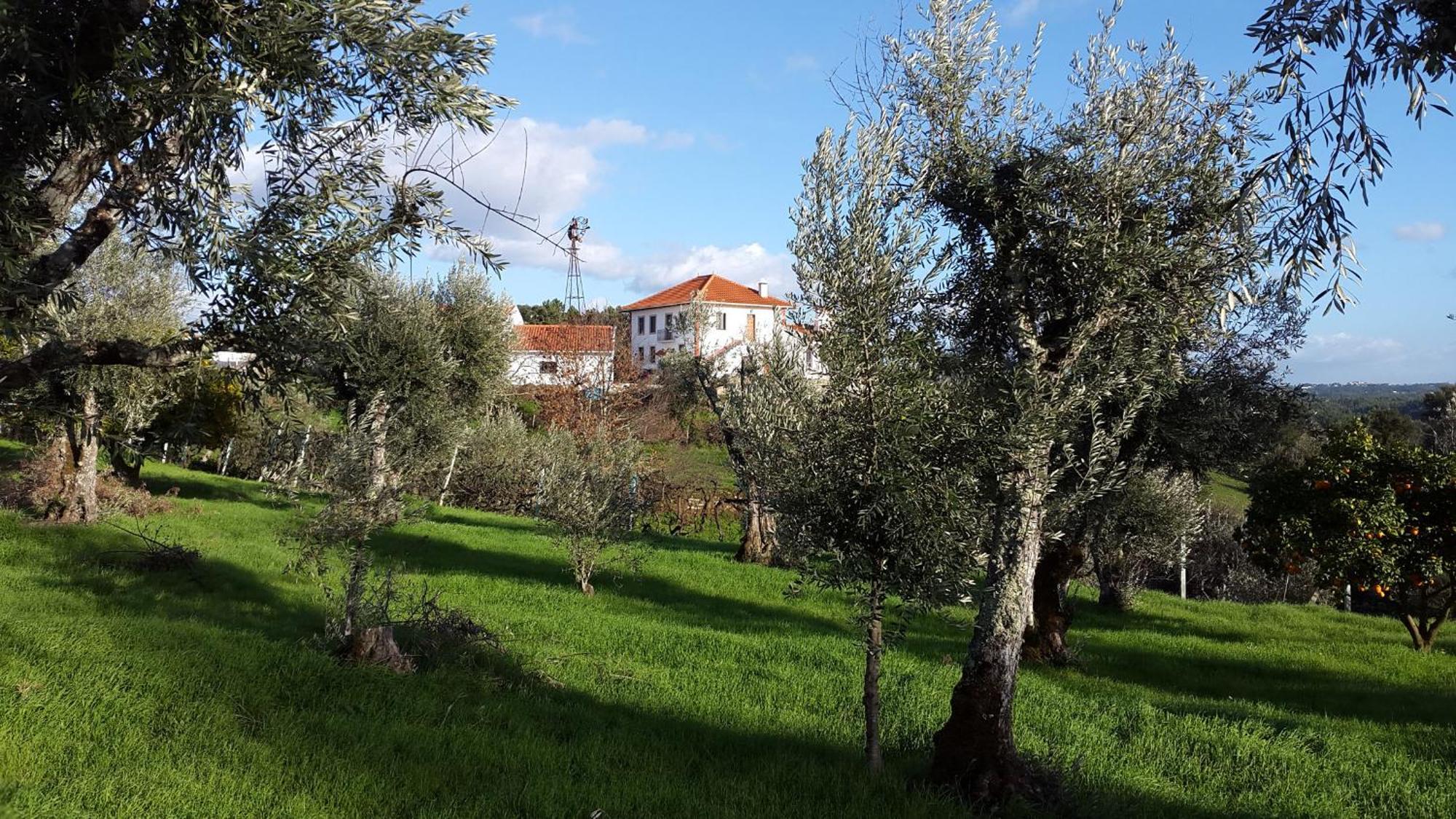 Bed and Breakfast Quinta Quatro Ventos à Sertã Extérieur photo